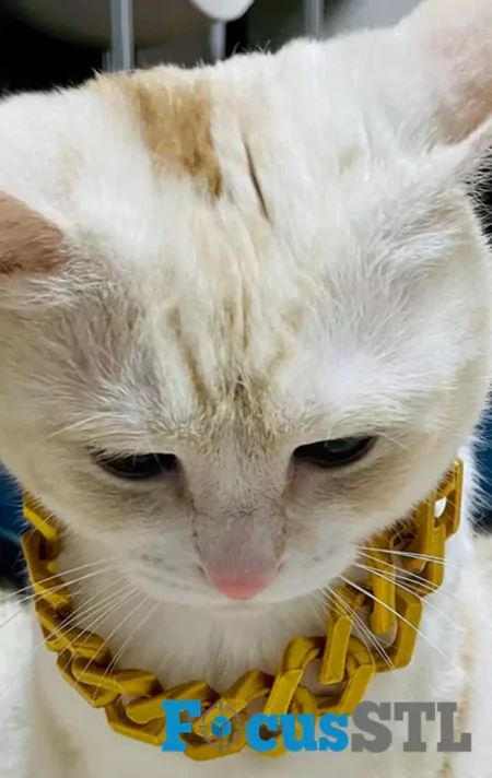 Necklace Cat STL 3D Print Files